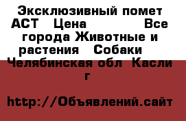 Эксклюзивный помет АСТ › Цена ­ 30 000 - Все города Животные и растения » Собаки   . Челябинская обл.,Касли г.